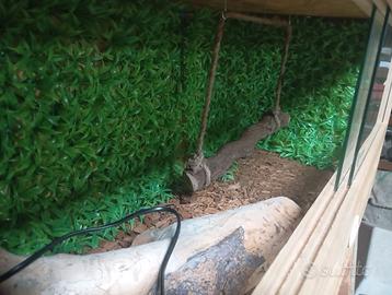 Terrario per rettili