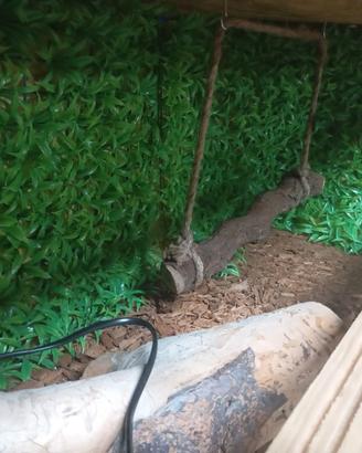 Terrario per rettili