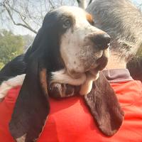 Ultimi cuccioli di Basset Hound disponibili