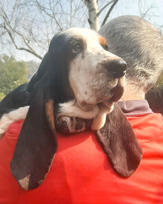 Ultimi cuccioli di Basset Hound disponibili