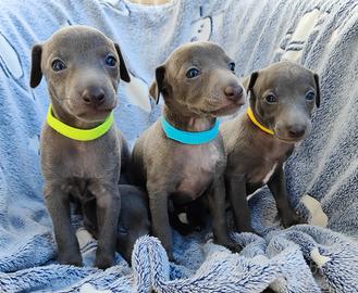 Cuccioli di piccolo levriero italiano