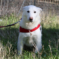 Cucciolo quattro mesi mix Pastore svizzero