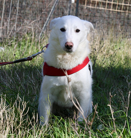 Cucciolo quattro mesi mix Pastore svizzero