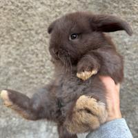 Cuccioli conigli ariete