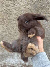 Cuccioli conigli ariete