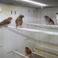 Canarini portoghesi maschi e femmina nati nel 2025