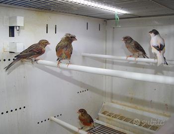 Canarini portoghesi maschi e femmina nati nel 2025