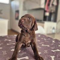 Cuccioli di Kurzhaar - Linea da caccia e bellezza