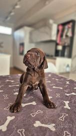 Cuccioli di Kurzhaar - Linea da caccia e bellezza