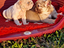 Immagine 4