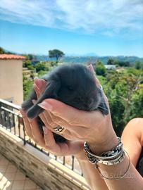 Conigli ariete mini lop