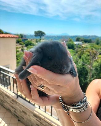Conigli ariete mini lop