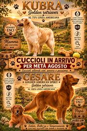 Cuccioli Golden retriever 90% linea americana