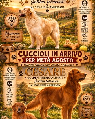 Cuccioli Golden retriever 90% linea americana