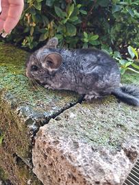 Cucciolo di cincillà
