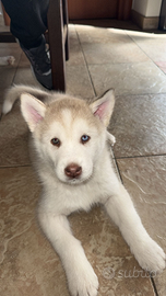 Ultimi 2 cuccioli Siberian Husky