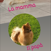 Cucciolata di volpino spritz Pomerania