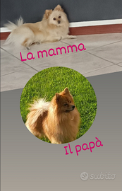 Cucciolata di volpino spritz Pomerania