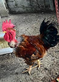 Gallo ruspante