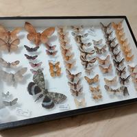 collezione farfalle e ...