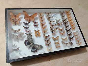 collezione farfalle e ...