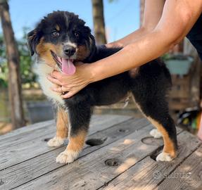 Cuccioli di pastore australiano
