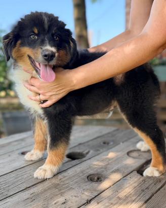 Cuccioli di pastore australiano
