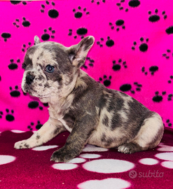 Cuccioli di bulldog francese
