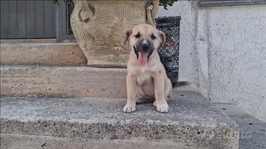 Cucciole femmine