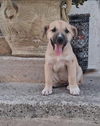 Cucciole femmine