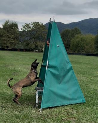 Cuccioli di Pastore Belga Malinois
