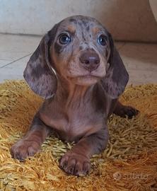 Cuccioli bassotti