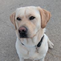 Labrador in cerc di fidanzata (prov CN)