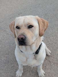 Labrador in cerc di fidanzata (prov CN)