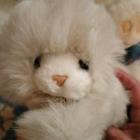 gattino bianco 