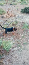 Cane da caccia