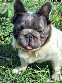 BIG ROPE FLUFFYl4 Stallone Monta Bulldog Francese