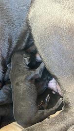 Cucciola di cane corso