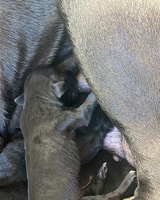Cucciola di cane corso