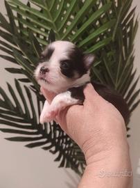 Piccolo chihuahua