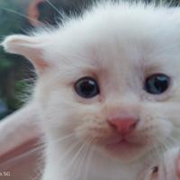 Gattini micetti cuccoli British red point o flame