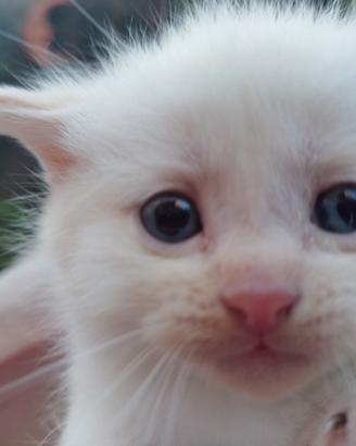 Gattini micetti cuccoli British red point o flame