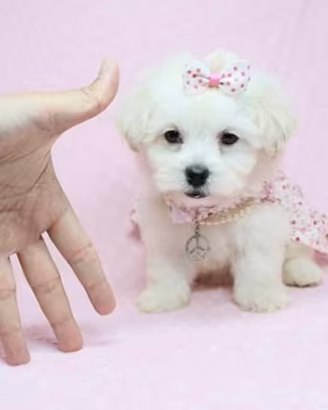 maltese cuccioli