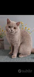 British Lilac shorthair