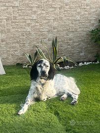 Setter maschio per monta