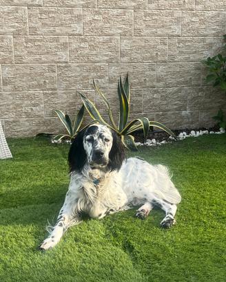 Setter maschio per monta
