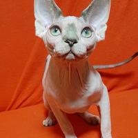 Cuccioli di Sphynx canadese pura razza con pedigre