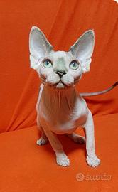 Cuccioli di Sphynx canadese pura razza con pedigre