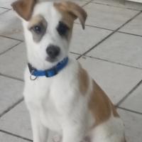 Cucciolo di juck rassel incrocio con un meticcio