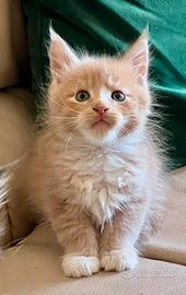 Cuccioli Maine Coon